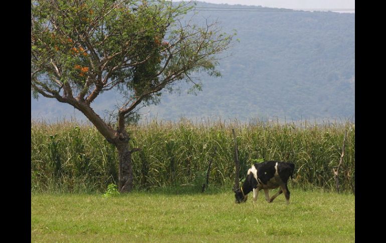 Jalisco tiene el segundo lugar en la producción de carne de res. ARCHIVO  /