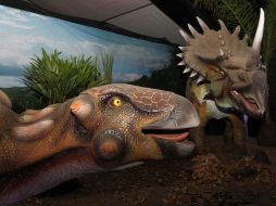 Hace 80 millones de años, los dinosaurios con cuernos experimentaron una explosión evolutiva en el norte americano. ARCHIVO  /