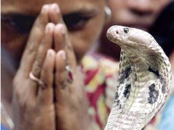 Los reptiles también son apreciados en el área gastronómica. ARCHIVO  /