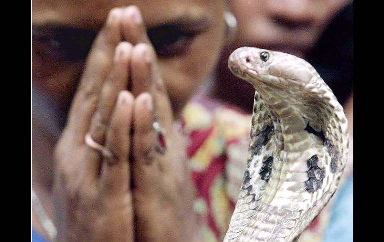 Los reptiles también son apreciados en el área gastronómica. ARCHIVO  /