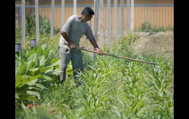 La agricultura, ganadería y pesca, están entre los principales rubros que generan nuevas fuentes de trabajo en la Entidad. ARCHIVO  /