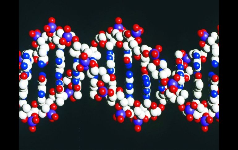 De las funciones de un gen puede depender incluso la hora de la muerte. ARCHIVO  /