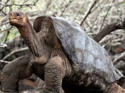 El Solitario Jorge, que era un símbolo del archipiélago, falleció el pasado 24 junio por causas naturales. ARCHIVO  /