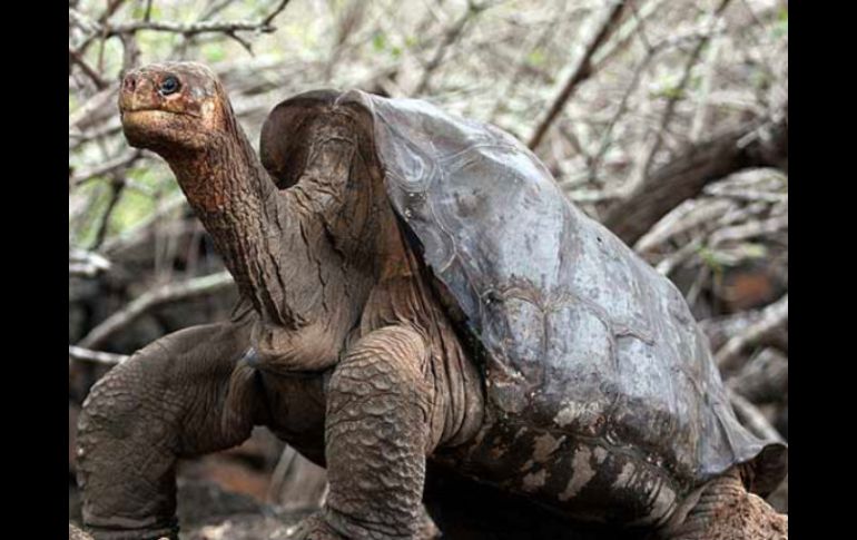 El Solitario Jorge, que era un símbolo del archipiélago, falleció el pasado 24 junio por causas naturales. ARCHIVO  /