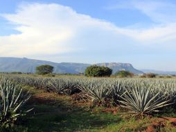 Debido al impacto de la feria en los servicios turísticos y las empresas tequileras, se espera una importante derrama económica.ARCHIVO  /