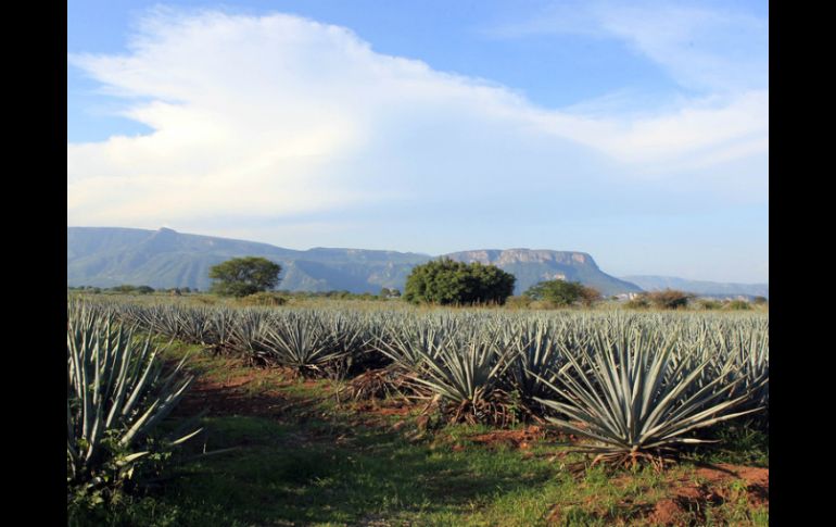 Debido al impacto de la feria en los servicios turísticos y las empresas tequileras, se espera una importante derrama económica.ARCHIVO  /