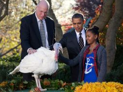 El presidente Barack Obama indultó hoy en una ceremonia celebrada en los jardines de la Casa Blanca al pavo Cobbler. AP  /