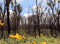 Ingeniero ambiental dice que La Primavera es lugar recreativo, espacio de biodiversidad y área de investigación. ARCHIVO  /