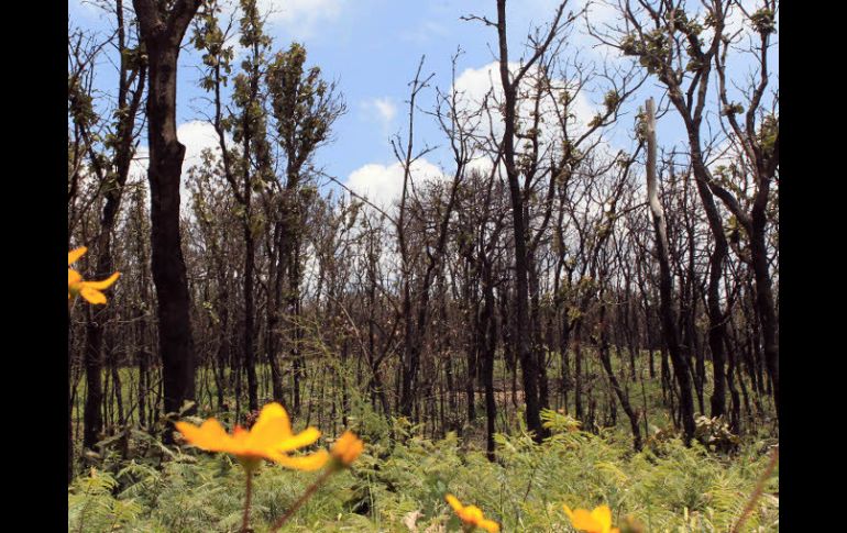 Ingeniero ambiental dice que La Primavera es lugar recreativo, espacio de biodiversidad y área de investigación. ARCHIVO  /