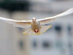 Durante el conflicto bélico se utilizaron en el Reino Unido hasta 250 mil palomas mensajeras. ARCHIVO  /