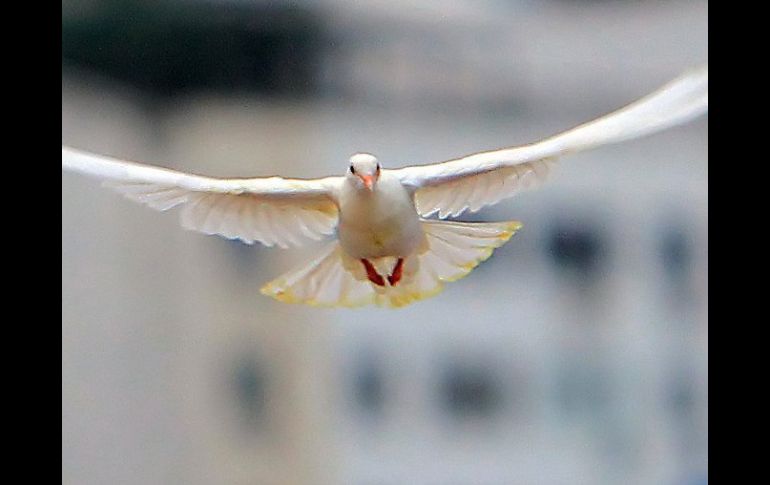 Durante el conflicto bélico se utilizaron en el Reino Unido hasta 250 mil palomas mensajeras. ARCHIVO  /