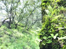 Área protegida. Reserva de Manantlán, donde habitan diversas especies como el jaguar.  /