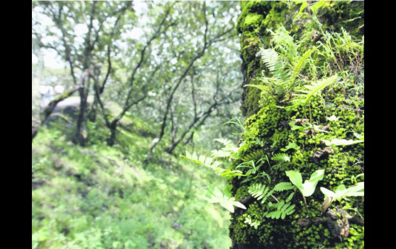 Área protegida. Reserva de Manantlán, donde habitan diversas especies como el jaguar.  /