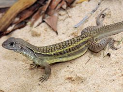 Científicos australianos confirmaron el descubrimiento de una nueva especie de lagartija dragón. ARCHIVO  /