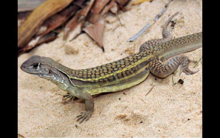 Científicos australianos confirmaron el descubrimiento de una nueva especie de lagartija dragón. ARCHIVO  /