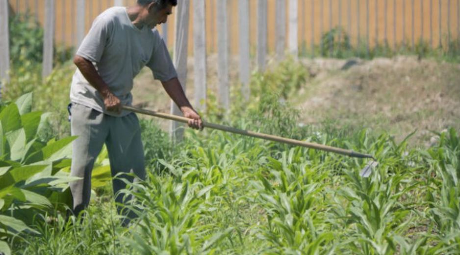 Procampo supone gran parte del presupuesto federal, hacia el sector agroalimentario. ARCHIVO  /