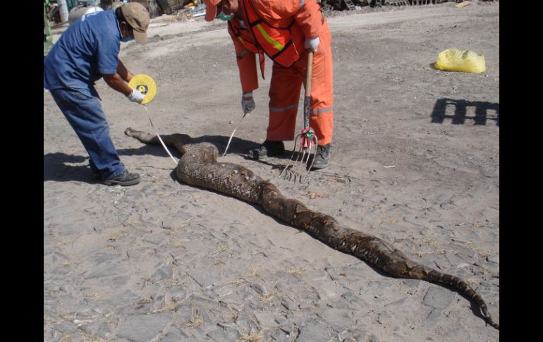 Se sospecha que la serpiente era retenida en cautiverio y su propietario, de manera irresponsable, la arrojó a la vía pública. ESPECIAL  /