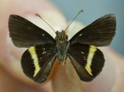 Troyus turneri, una nueva especie encontrada en una zona salvaje de Jamaica. EFE  /