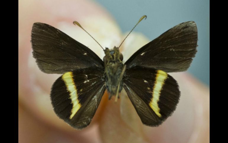 Troyus turneri, una nueva especie encontrada en una zona salvaje de Jamaica. EFE  /