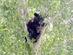 En Florida hay cerca de tres mil 440 ejemplares de osos negros. ARCHIVO  /