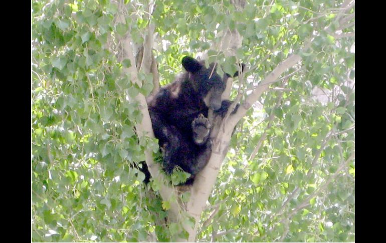 En Florida hay cerca de tres mil 440 ejemplares de osos negros. ARCHIVO  /