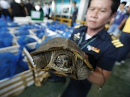 Una de las tortugas decomisadas hoy en Tailandia. EFE  /