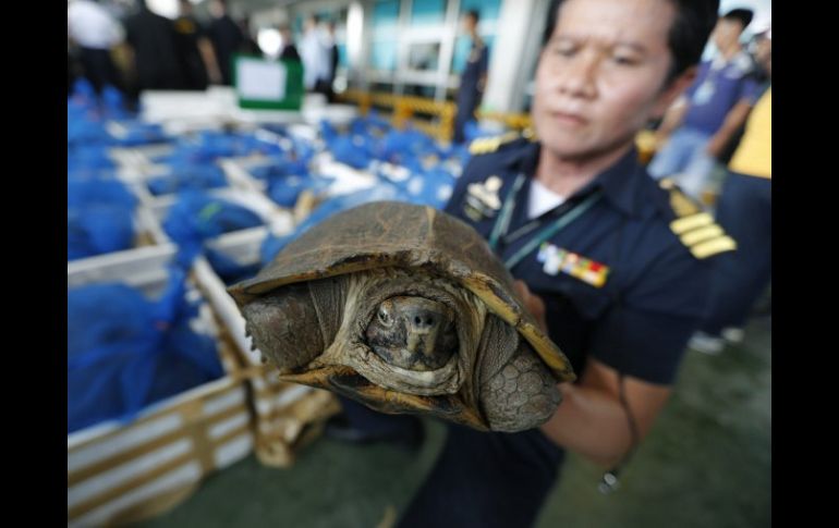 Una de las tortugas decomisadas hoy en Tailandia. EFE  /