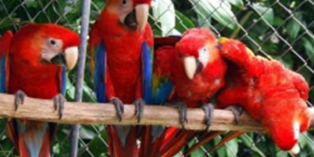 Guacamayas Rojas Serán Liberadas En México Para Preservación El Informador