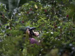 Especialistas en las aves se aventuran en los bosques de la zona de Tambopata para encontrase con aves exóticas. AFP  /