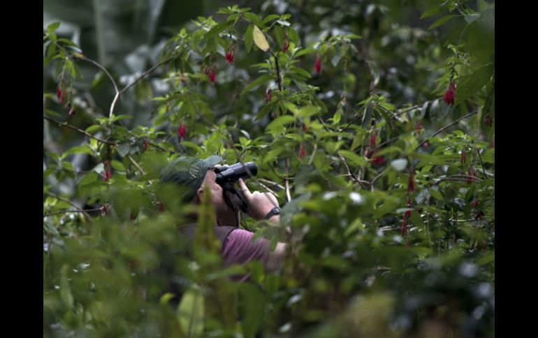 Especialistas en las aves se aventuran en los bosques de la zona de Tambopata para encontrase con aves exóticas. AFP  /