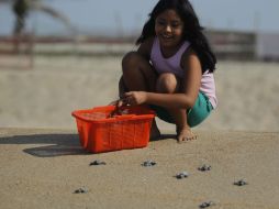 Niña libera tortugas en playas del municipio de Tomatlán.  /