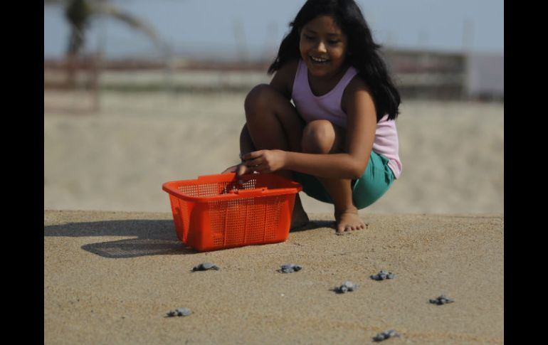 Niña libera tortugas en playas del municipio de Tomatlán.  /