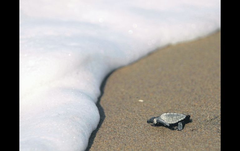 CAMPAMENTO LA GLORIA. Una cría de tortuga marina se interna en el mar, en Tomatlán.  /