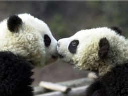 Los pandas son una especie protegida en China. ARCHIVO  /