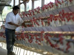 El brote dejó una secuela en 44 granjas afectadas por el sacrificio de algo más de 22 millones de gallinas ponedoras. ARCHIVO  /