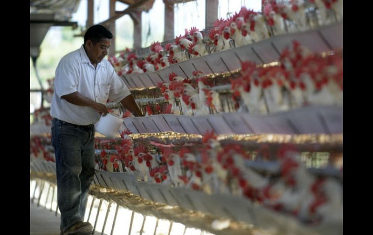 El brote dejó una secuela en 44 granjas afectadas por el sacrificio de algo más de 22 millones de gallinas ponedoras. ARCHIVO  /