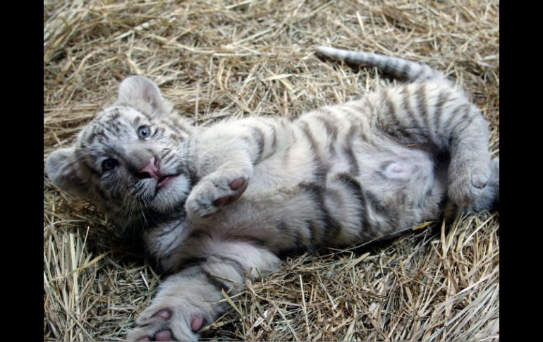 También existe preocupación por el comercio ilegal del tigre. ARCHIVO  /