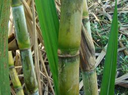 Caña de azúcar, materia prima para la producción de aminoácidos mediante la biorefinería. CONACYT  /