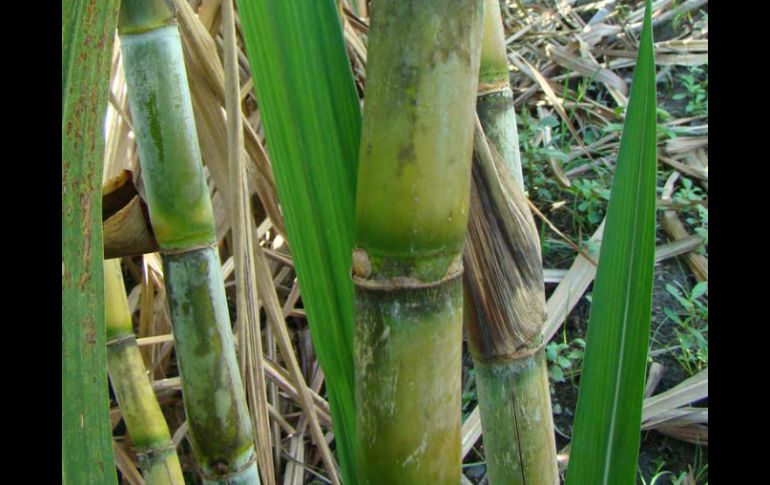 Caña de azúcar, materia prima para la producción de aminoácidos mediante la biorefinería. CONACYT  /