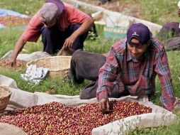 Los cafés de Chiapas y Veracruz, tienen a su favor la protección de las figura de las denominaciones de origen.  /