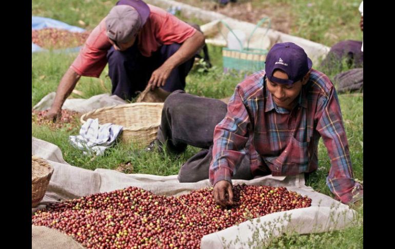 Los cafés de Chiapas y Veracruz, tienen a su favor la protección de las figura de las denominaciones de origen.  /