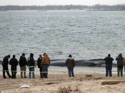 Sólo la ballena azul es más grande que la especie hallada en Nueva York. AFP  /