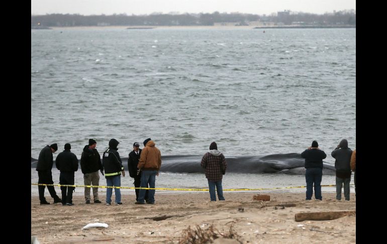 Sólo la ballena azul es más grande que la especie hallada en Nueva York. AFP  /