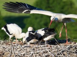 Una cigüeña con sus polluelos; estas aves deben mucho a Max, cuya información servirá para proteger a la especie. ARCHIVO  /