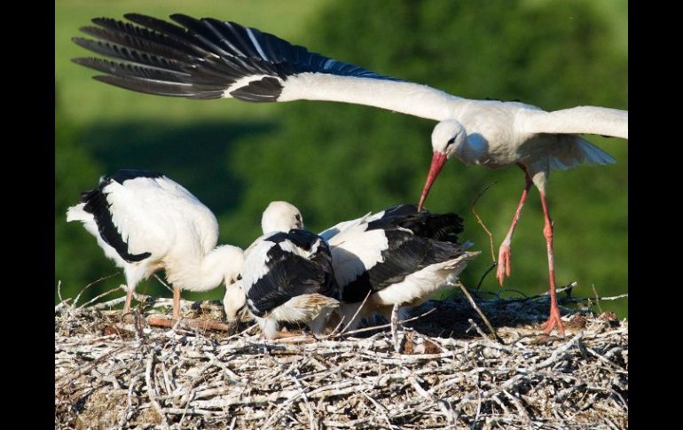 Una cigüeña con sus polluelos; estas aves deben mucho a Max, cuya información servirá para proteger a la especie. ARCHIVO  /