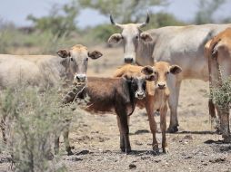 En el caso de Tlaquepaque, se tienen registradas mil 062 explotaciones ganaderas con un inventario de 20 mil vacas. ARCHIVO  /