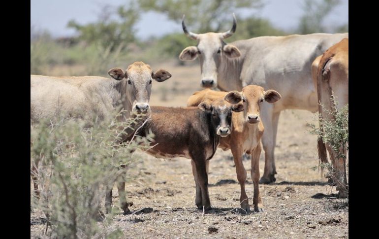 En el caso de Tlaquepaque, se tienen registradas mil 062 explotaciones ganaderas con un inventario de 20 mil vacas. ARCHIVO  /