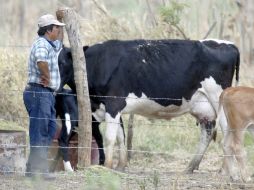 Uno de los problemas que se tienen es que los establos donde hay animales enfermos operan en la clandestinidad. ARCHIVO EL INFORMADOR /