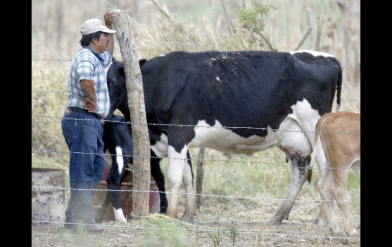 Uno de los problemas que se tienen es que los establos donde hay animales enfermos operan en la clandestinidad. ARCHIVO EL INFORMADOR /