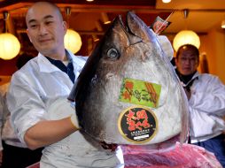 El ejemplar fue capturado en aguas de Oma, en la provincia de Aomori. EFE /